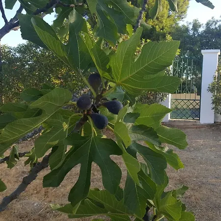 Casa vacanze Casa Do Campo Carvoeiro (Lagoa)