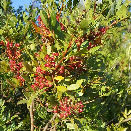 Casa Do Campo Casa de Férias Carvoeiro (Lagoa)