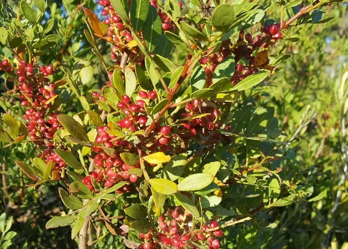 Casa Do Campo بيت للعطل كارفويرو