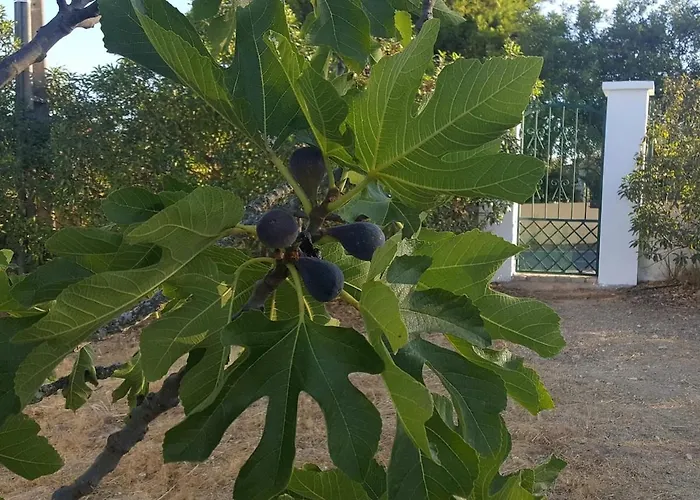 بيت للعطل Casa Do Campo كارفويرو
